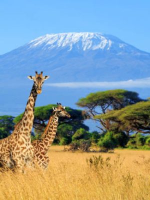 Three giraffe on Kilimanjaro mount background in National park of Kenya, Africa