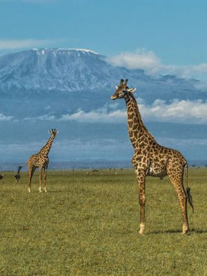 olDonyoLodge-Wildlife-GreatPlainsConservation-3-giraffe-kilimanjaro-600-400